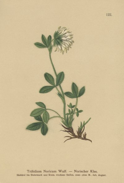 Trifoglio norico (Trifolium noricum) da German School