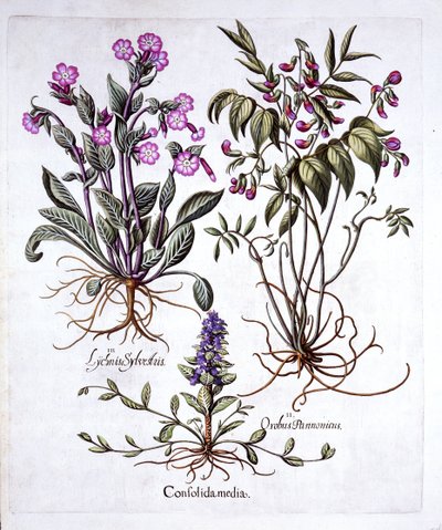 Bugola strisciante, veccia primaverile e silene dioica, da Hortus Eystettensis, di Basil Besler, pub. 1613 da German School