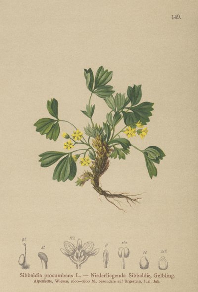 Sibbaldia strisciante (Sibbaldia procumbens) da German School