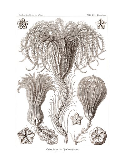Crinoidi da German School