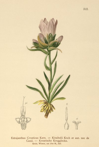 Campanula erbosa croata (Edrajanthus Croaticus, Edraianthus croaticus, Edraianthus Kitaibellii, Edraianthus graminifolius, Edraianthus albanicus, Wahlenbergia graminifolia) da German School