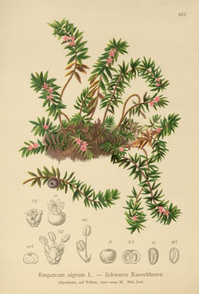 Empetrum nigrum da German School
