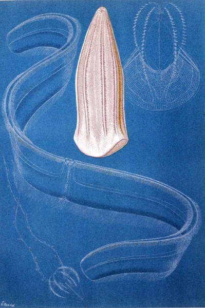 Ctenofori, tavola da "Brehms Tierleben: Allgemeine Kunde des Tierreichs", vol.10, p.546, pubblicato da Bibliographisches Institut da German School