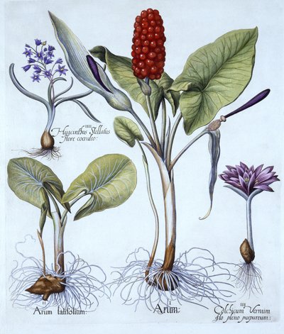 Arum maculatum, colchico primaverile, giacinto stellato, da Hortus Eystettensis, di Basil Besler, pub. 1613 da German School