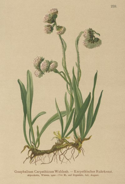 Gnaphalium carpatico da German School
