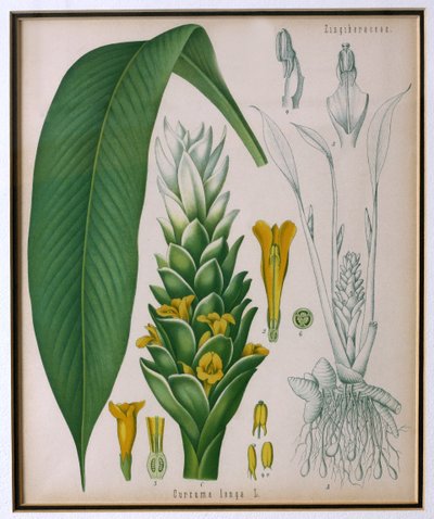 Curcuma longa (curcuma) da Piante Medicinali di Kohler di Franz Eugen Kohler da German School