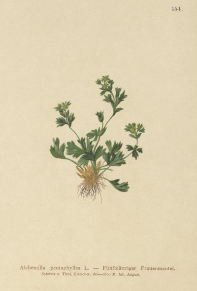 Mantello della signora a foglie tagliate (Alchemilla pentaphyllea) da German School