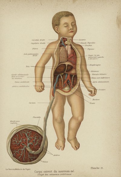 Diagramma a spaccato che mostra gli organi interni di un neonato e il suo cordone ombelicale da German School