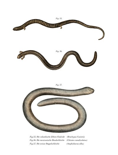 Bachia di Cuvier da German School