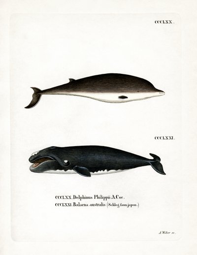 Zifio di Cuvier da German School