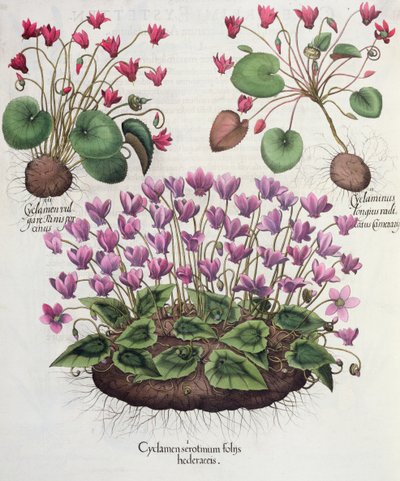Ciclamini, dal Hortus Eystettensis di Basil Besler, pub. 1613 (incisione) da German School
