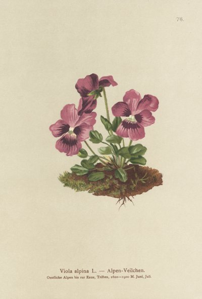 Viola alpina da German School