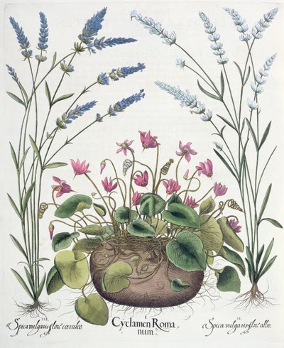 Ciclamini e Lavanda, dal Hortus Eystettensis di Basil Besler, pub. 1613 da German School