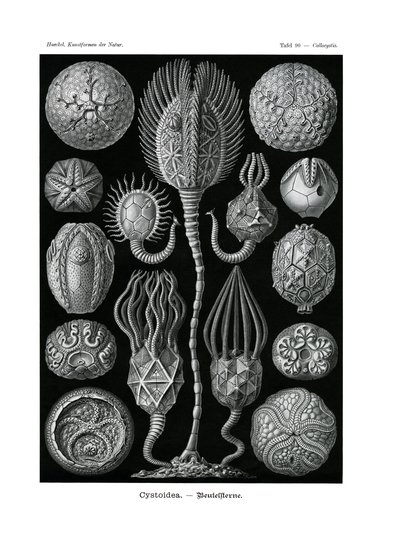 Cystoidea da German School