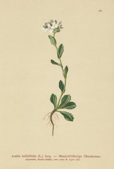 Arabetta a foglie di margherita (Arabis bellidifolia) da German School