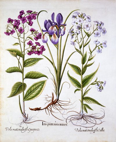 Violaciocca e iris di campo, da Hortus Eystettensis, di Basil Besler, pub. 1613 da German School