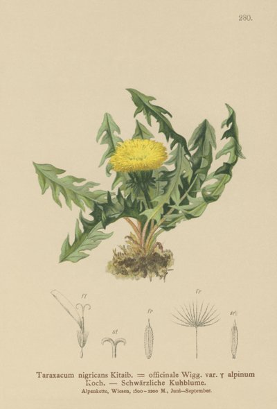 Dente di leone (Taraxacum nigricans, Taraxacum officinale var. Alpinum) da German School