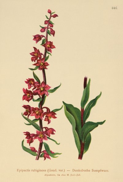 Epipactis atrorubens, Epipactis rubiginosa da German School