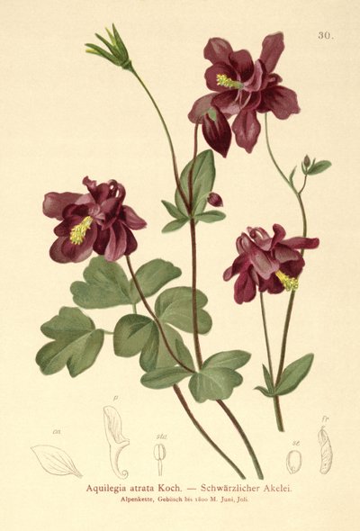 Aquilegia scura (Aquilegia atrata) da German School