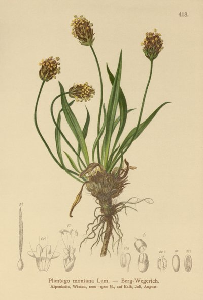 Plantago atrata, Plantago montana da German School