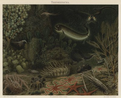 Fauna delle profondità marine da German School