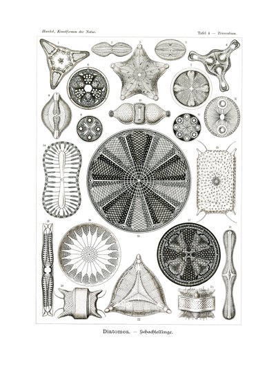 Diatomea, 1899-1904 da German School