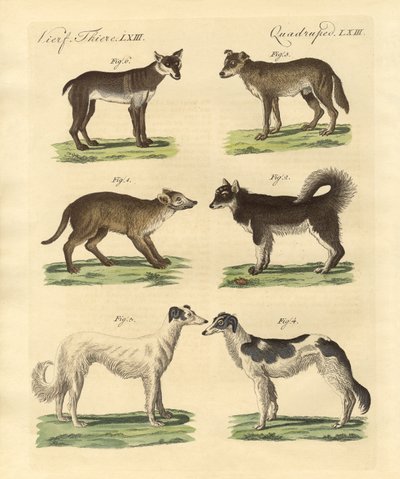 Diversi tipi di cani da German School