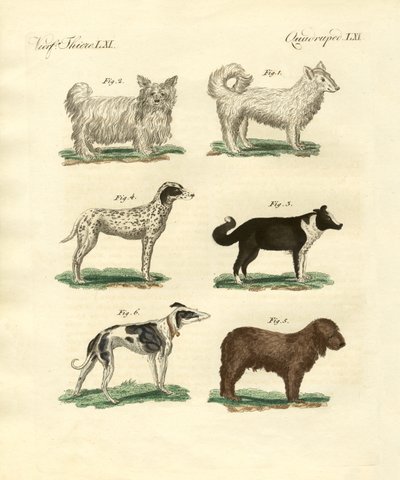 Diversi tipi di cani da German School