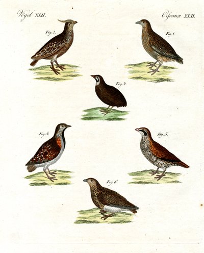 Varietà di quaglie da German School