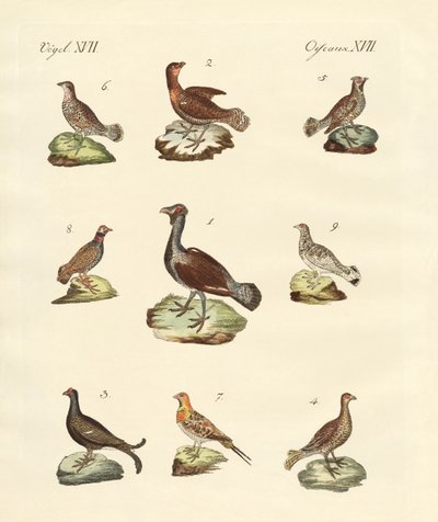 Diversi tipi di gallinelle d