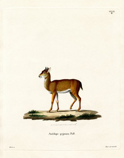 Dik-dik da German School