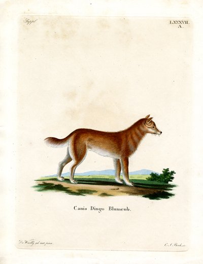 Dingo da German School