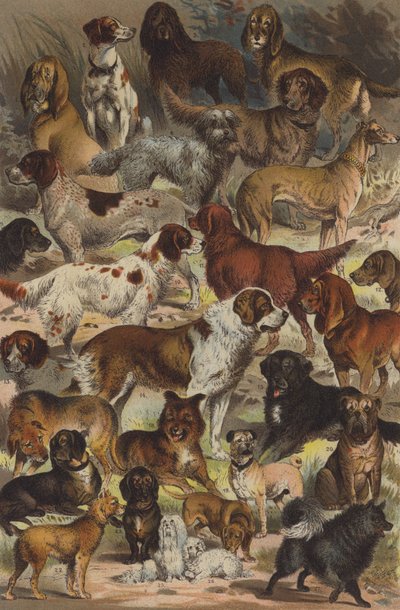 Razze di cani da German School