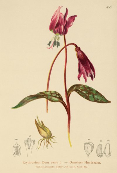 Erythronium Dens canis, Erythronium caninum da German School