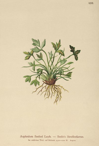 Asplenium Seelosii da German School