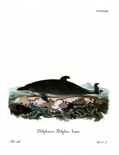 Delfino da German School