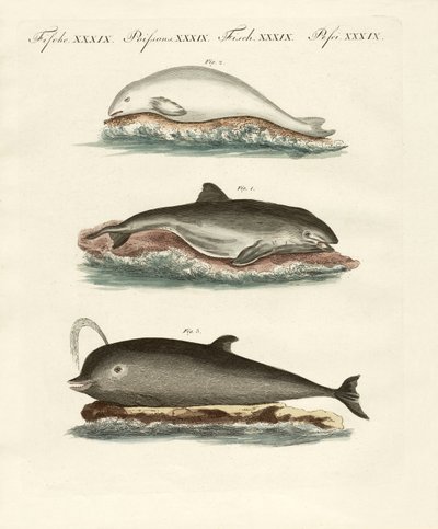 Delfini da German School