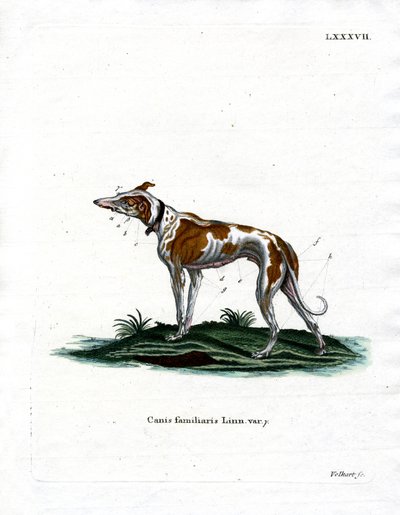 Cane domestico da German School