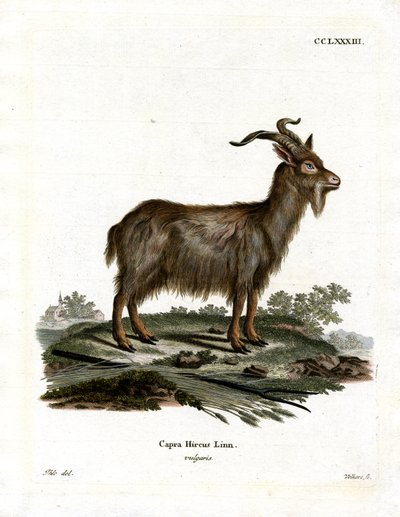 Capra domestica da German School