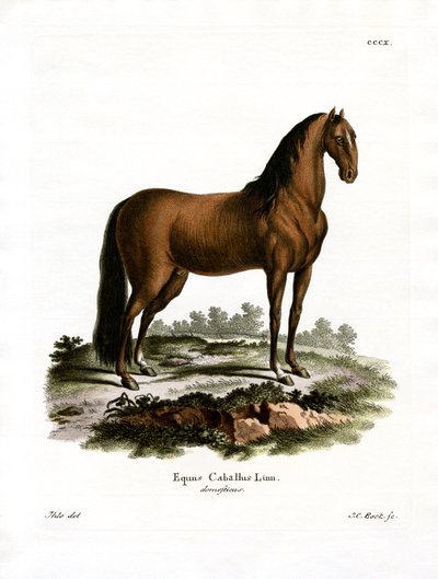 Cavallo domestico da German School