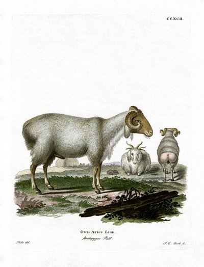 Pecora domestica da German School