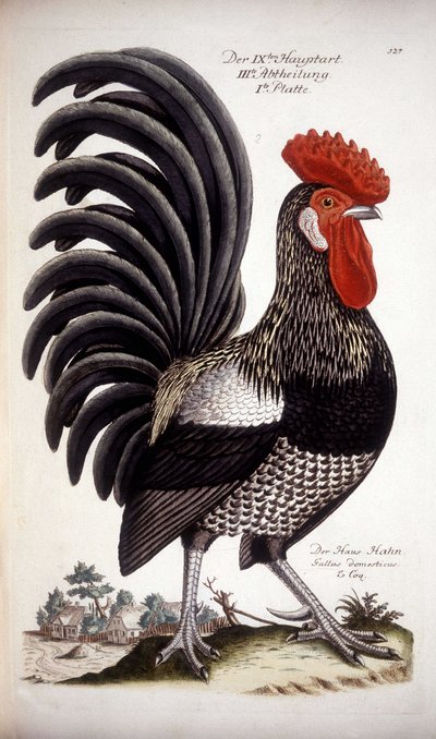 Gallo domestico - trattato tedesco del XVIII secolo da German School