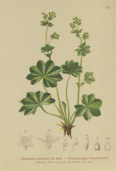 Mantello della signora pubescente (Alchemilla pubescens, Alchemilla glaucescens) da German School
