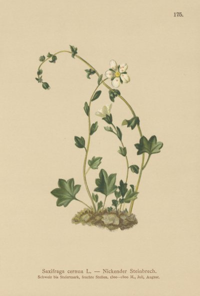 Sassifraga pendula (Saxifraga cernua) da German School