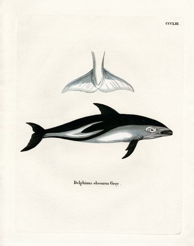 Delfino scuro da German School
