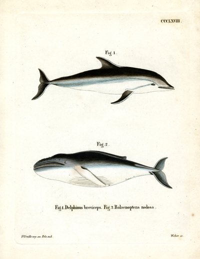 Delfino scuro da German School
