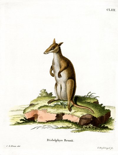 Wallaby Scuro da German School