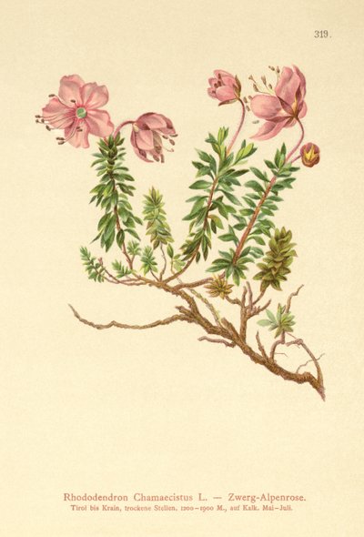Rododendro nano (Rhododendron Chamaecistus) da German School