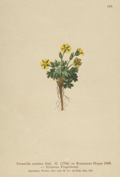 Cinquefoil nano (Potentilla minima, Potentilla brauneana, Potentilla dubia) da German School
