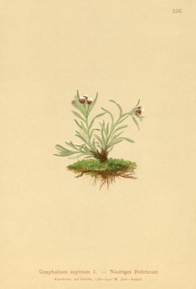 Gnaphalium nano da German School